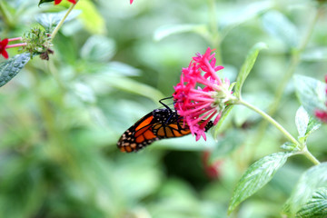 Monarch butterfly closeup feeding on red pentas flower plants