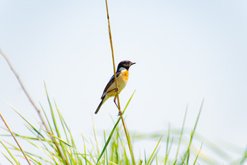 鳥のいる風景