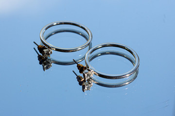 Hoop carnation steel earrings on blue background