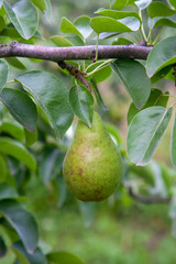 Shiny delicious pears hanging from a tree branch in the orchard..