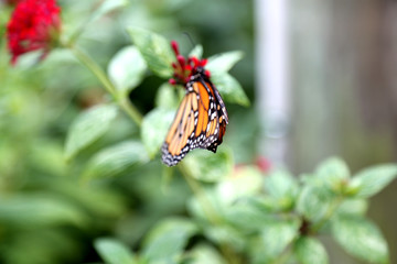 Fototapeta premium Monarch butterfly closeup feeding on red pentas flower plants