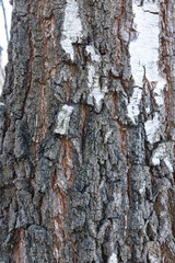 Obraz premium tree bark texture
