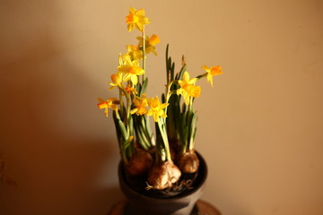 beautiful daffodils in the pot/spring,easter background