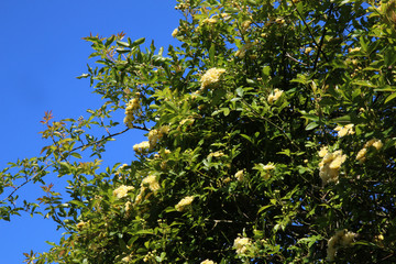 Arbusto di rosa rampicante, in primavera, con fiori giallo pallido a mazzetti appena sbocciati, che...