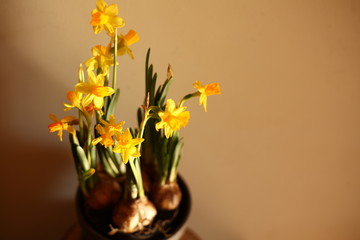 beautiful daffodils in the pot/spring,easter background