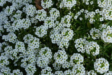 white flowers