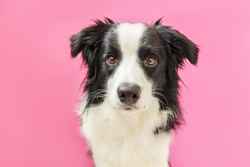 Fototapeta na wymiar Funny studio portrait of cute smilling puppy dog border collie isolated on pink background. New lovely member of family little dog gazing and waiting for reward. Pet care and animals concept