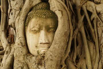 Buddha head on a tree