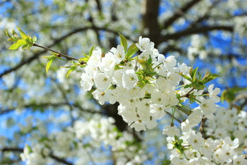 Cherry tree blossom; spbranch, april, background, beautiful, beauty, bloom, blooming, blossom, blue, blue sky, cherry, cherry blossom, cherry blossom tree, floral, flower, gardenring landscape in park
