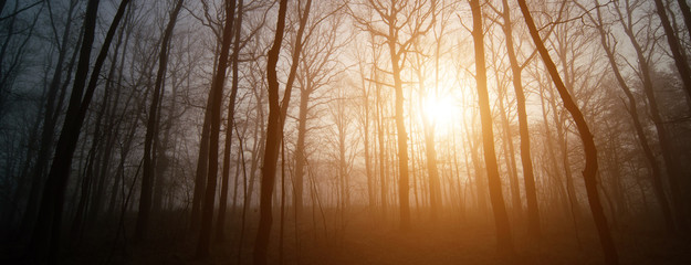Panorama of morning forest in foggy weather