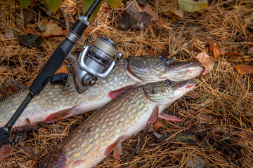 Freshwater pike fish. Two freshwater pike fish and fishing rod with reel on yellow leaves at autumn...