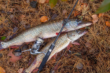 Freshwater pike fish. Two freshwater pike fish and fishing rod with reel on yellow leaves at autumn...