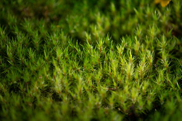 A fern in rain forest near Wellington, New Zealand.