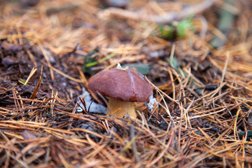 Imleria badia or Boletus badius commonly known as the bay bolete growing in pine tree forest..