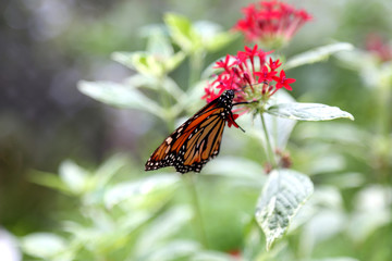 beautiful monarch butterfly feeding on red pentas flowers plants