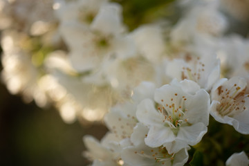 Cherry flower spring light white