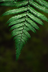 A part of silver fern in rain forest in New Zealand. © tonklafoto