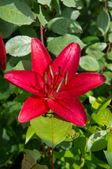 red flowers in rain drops