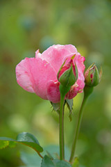 pink rose on a green background