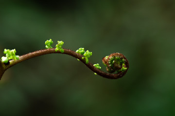A part of silver fern in rain forest in New Zealand. © tonklafoto