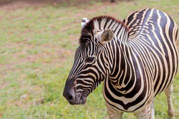 Fototapeta na wymiar Zebra On Field