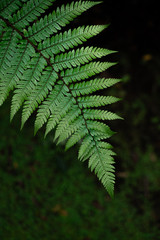 A part of silver fern in rain forest in New Zealand.