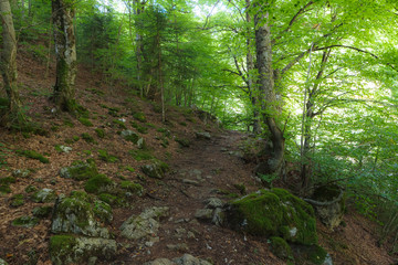 Beautiful view of mountain forest with hiking path. Macedonia. Greece.