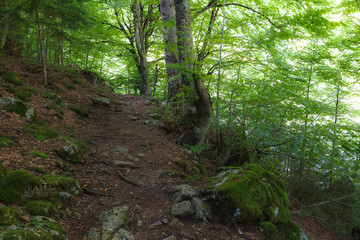 Beautiful view of mountain forest with hiking path. Macedonia. Greece.