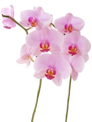 orchid Phalaenopsis with pink flowers isolated
