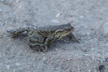 The toad is moving along a sandy road