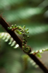 A part of silver fern in rain forest in New Zealand.
