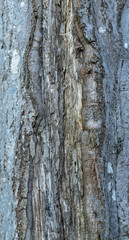 Fototapeta premium tree bark texture