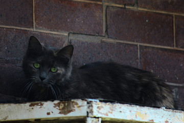 A stray cat laying on the awning of a dilapidated house. The black cat has green eyes looking down.