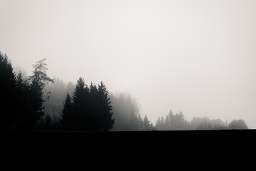 The silhouette of a tree scape in fog