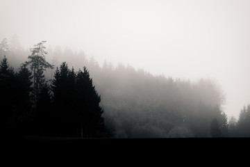 Fototapeta na wymiar The silhouette of a tree scape in fog