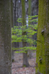 Buchenrinde