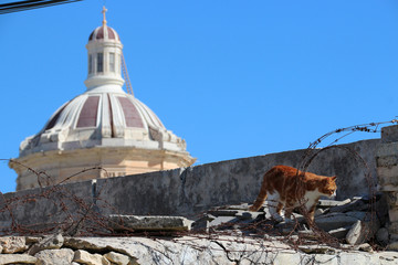 cat in rabat (malta)