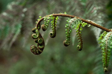 A part of silver fern in rain forest in New Zealand.
