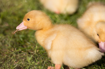 Ducklings