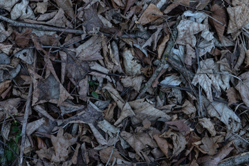 leaves on the ground