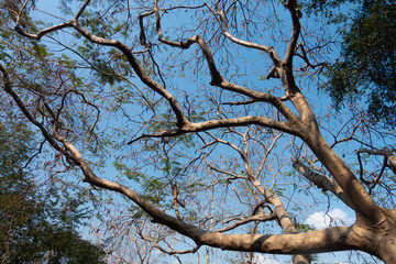 Branches of a tree, spreading wide with the bright blue sky in the background.