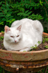 Chat en pot