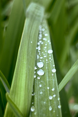 Fototapeta premium leaves with water drops