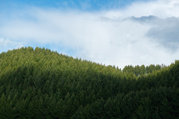 Beautiful pine trees on background at the top of  mountains.