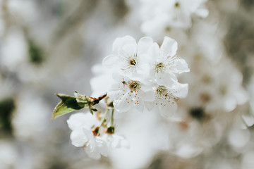branch of blossoming white flowers of a tree