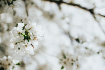 branch of blossoming white flowers of a tree