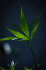 Marijuana leaves, Medical cannabis on dark background. Closeup and selective focus.
