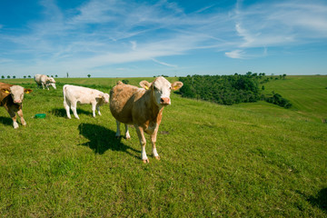 Fototapeta na wymiar Cows graze in a green meadow on a sunny summer day