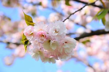 Obraz premium 八重桜