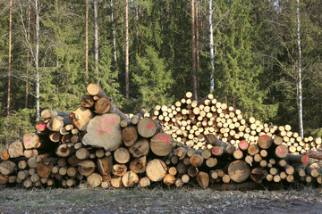 Pile of  cut tree logs in the forest. Wood harvest in forest. Timber industry. .